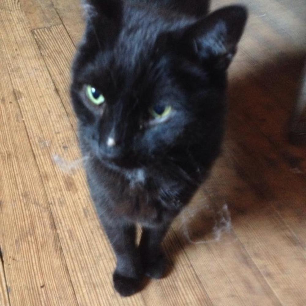 Meet your Posher, Sharon
